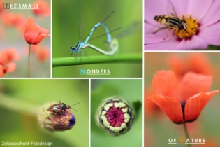 Zeitausschnitt-Fotografie, Sindy Bendigs Pawlack, Insekten